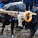 Праздник первой борозды.