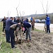 Масштабный субботник по посадке деревьев
