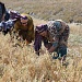 Обряд жатвы в с. Джангамахи Левашинского района (в работе)