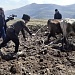 В Дахадаевском районе прошел праздник первой борозды
