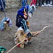 Праздник первой борозды.