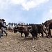 В с. Гочоб Чародинского района прошел традиционный праздник первой борозды